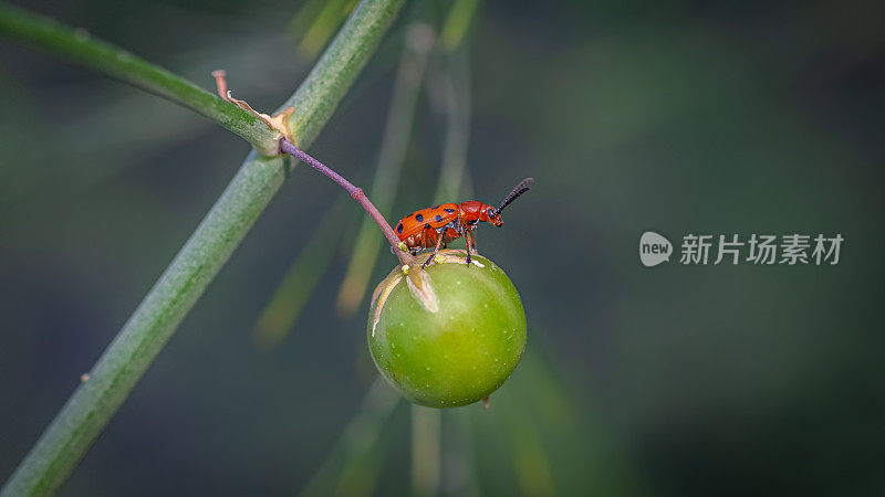 十二斑天牛(Crioceris duodecimpuntata)，十二斑天牛。芦笋种植。